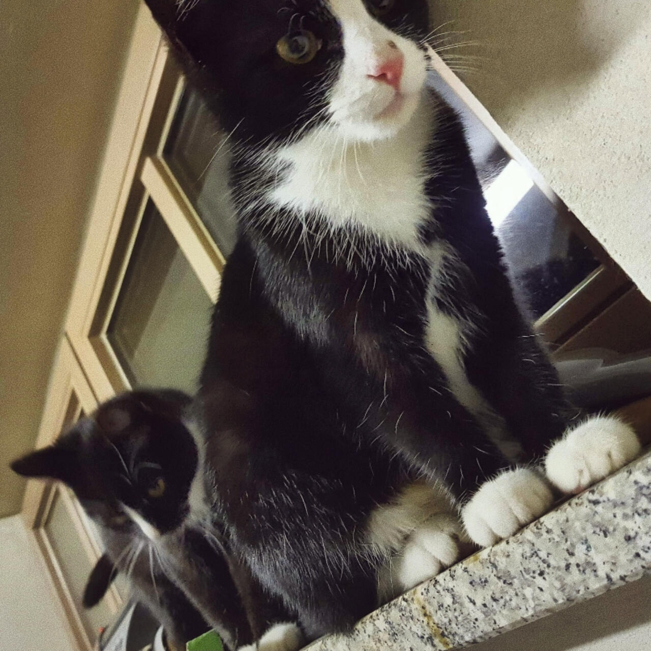 zwei junge schwarz-weiße Tuxedo Katzen sitzen auf dem Fensterbrett